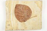 Fossil Leaf (Davidia) - Montana #203360-1